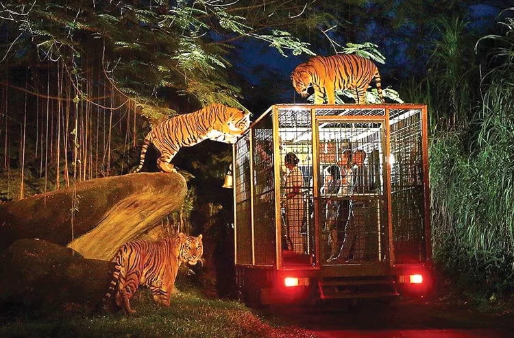 harimau-kbs-sensasi